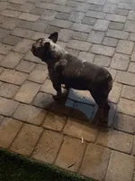 Cookie, a female French Bulldog for sale in Surprise, AZ – 3 of 7