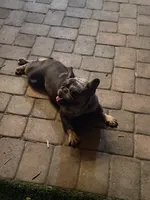 Cookie, a female French Bulldog for sale in Surprise, AZ – 4 of 7