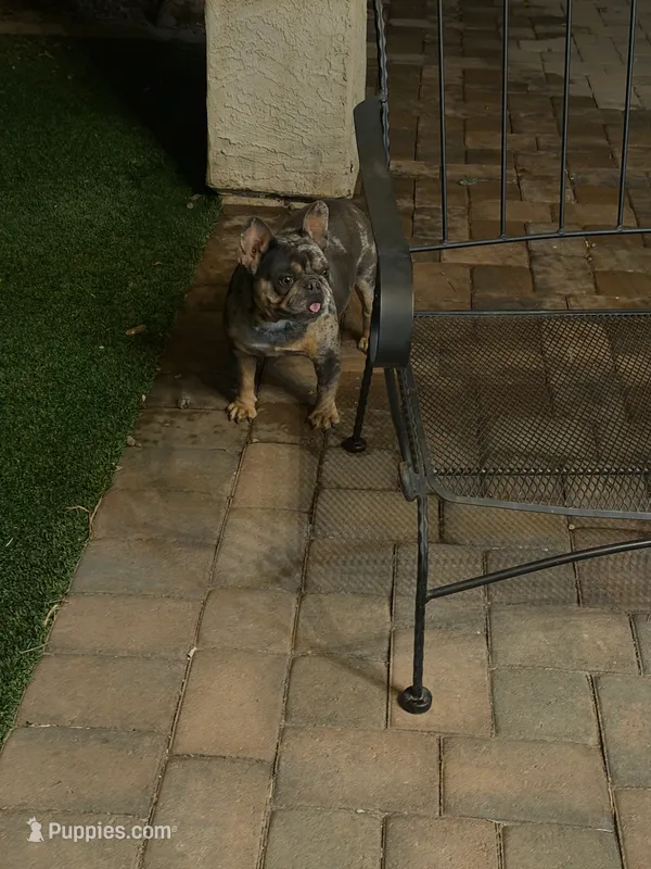 Cookie – French Bulldog puppy for sale in Surprise, AZ