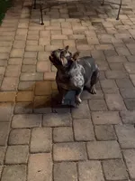 Cookie, a female French Bulldog for sale in Surprise, AZ – 7 of 7