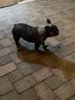 Cookie, a female French Bulldog for sale in Surprise, AZ – 5 of 7