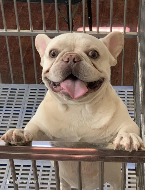 Mikah – French Bulldog puppy for sale in Surprise, AZ