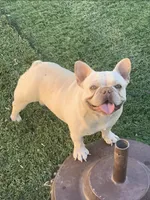 Mikah, a male French Bulldog for sale in Surprise, AZ – Photo 3 of 3