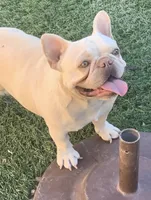 Mikah, a male French Bulldog for sale in Surprise, AZ – Photo 2 of 3