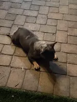 Cookie, a female French Bulldog for sale in Surprise, AZ – 6 of 7