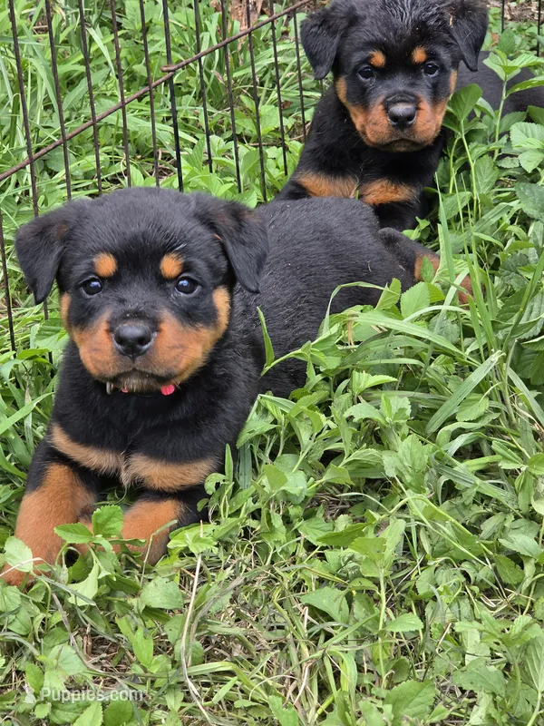 hot pink – Rottweiler puppy for sale in Fred, TX