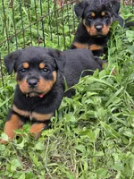 hot pink, a female Rottweiler for sale in Fred, TX – 1 of 1
