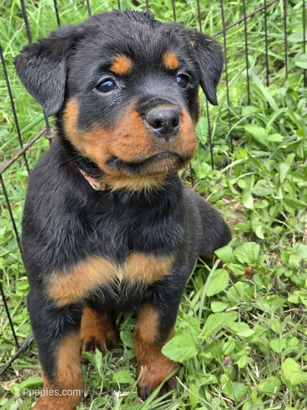 pink – Rottweiler puppy for sale in Fred, TX