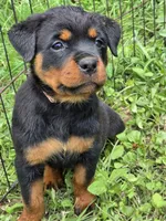 pink, a female Rottweiler for sale in Fred, TX – 1 of 1