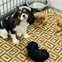 processed/2336a02f-9f42-4a36-a991-3d9046700e48/facility/2096f29e-b277-4eb7-b532-a92bdfb7ef3b