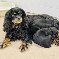 processed/2336a02f-9f42-4a36-a991-3d9046700e48/facility/9a593045-dceb-4bf5-8c8d-06215ae009e5