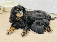 processed/2336a02f-9f42-4a36-a991-3d9046700e48/facility/9a593045-dceb-4bf5-8c8d-06215ae009e5