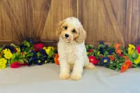 Kona, a male Cavapoo for sale in Fordland, MO – 6 of 9