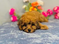 Weston, a male Cavapoo for sale in Fordland, MO – 6 of 8