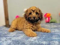 Sierra, a female Cavapoo for sale in Fordland, MO – 3 of 7