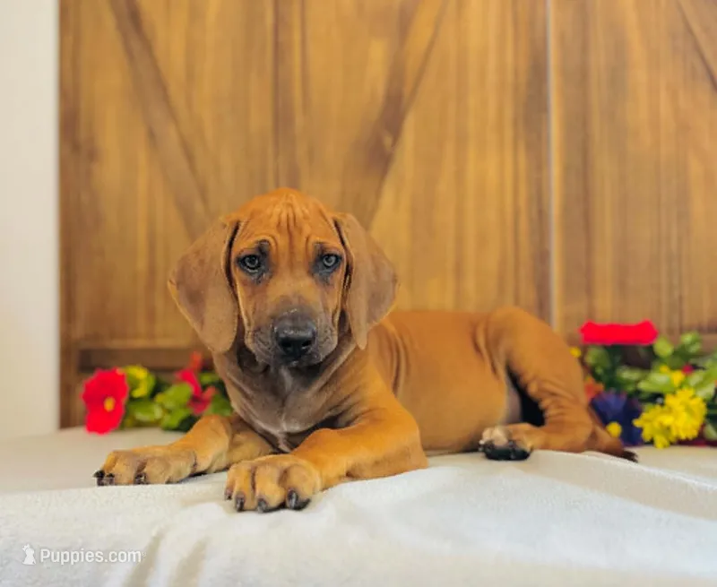 Wade – Rhodesian Ridgeback puppy for sale in Fordland, MO