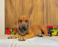 Wade, a male Rhodesian Ridgeback for sale in Fordland, MO – 1 of 9