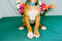 Jewel, a female Rhodesian Ridgeback for sale in Fordland, MO – 8 of 8
