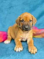 Amara, a female Rhodesian Ridgeback for sale in Fordland, MO – 7 of 8