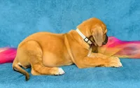 Amara, a female Rhodesian Ridgeback for sale in Fordland, MO – 4 of 8