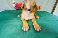 Wade, a male Rhodesian Ridgeback for sale in Fordland, MO – 6 of 9