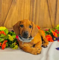 Duchess, a female Rhodesian Ridgeback for sale in Fordland, MO – 2 of 8