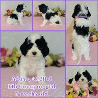Adora, a female Cavapoo and Poodle - Miniature  for sale in Fordland, MO – Photo 1 of 8