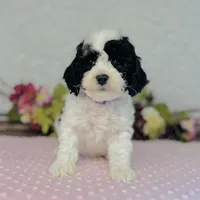 Adora, a female Cavapoo and Poodle - Miniature  for sale in Fordland, MO – Photo 2 of 8