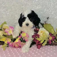 Adora, a female Cavapoo and Poodle - Miniature  for sale in Fordland, MO – Photo 5 of 8
