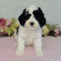 Adora, a female Cavapoo and Poodle - Miniature  for sale in Fordland, MO – Photo 3 of 8