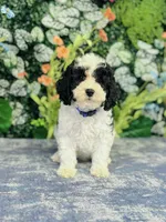Adora, a female Cavapoo and Poodle - Miniature  for sale in Fordland, MO – Photo 1 of 9