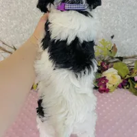 Adora, a female Cavapoo and Poodle - Miniature  for sale in Fordland, MO – Photo 7 of 8