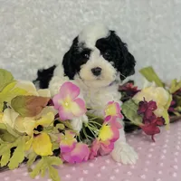 Adora, a female Cavapoo and Poodle - Miniature  for sale in Fordland, MO – Photo 4 of 8