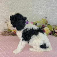 Adora, a female Cavapoo and Poodle - Miniature  for sale in Fordland, MO – Photo 6 of 8