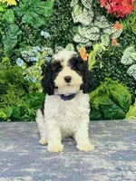 Adora, a female Cavapoo and Poodle - Miniature  for sale in Fordland, MO – Photo 9 of 9