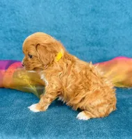 Isola, a female Cavapoo for sale in Fordland, MO – 5 of 9
