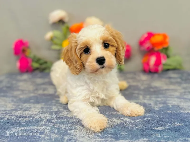 Kona – Cavapoo puppy for sale in Fordland, MO