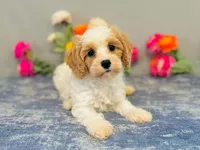 Kona, a male Cavapoo for sale in Fordland, MO – 1 of 9