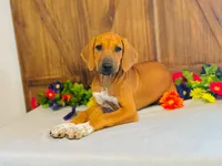 Royale, a female Rhodesian Ridgeback for sale in Fordland, MO – 1 of 9