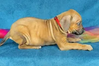 Imani, a female Rhodesian Ridgeback for sale in Fordland, MO – 4 of 8