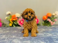 Weston, a male Cavapoo for sale in Fordland, MO – 7 of 8