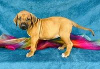 Kesi, a female Rhodesian Ridgeback for sale in Fordland, MO – 7 of 8