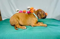 Mae, a female Rhodesian Ridgeback for sale in Fordland, MO – 3 of 8