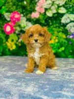 Isola, a female Cavapoo for sale in Fordland, MO – 1 of 9