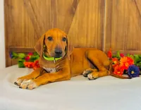 Legacy, a female Rhodesian Ridgeback for sale in Fordland, MO – 3 of 9
