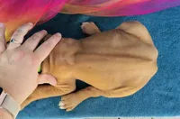 Jendayi, a female Rhodesian Ridgeback for sale in Fordland, MO – 7 of 8