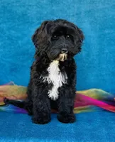 Myrna, a female Cavapoo and Poodle - Miniature  for sale in Fordland, MO – 8 of 9