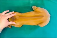 Legacy, a female Rhodesian Ridgeback for sale in Fordland, MO – 8 of 9