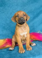 Kesi, a female Rhodesian Ridgeback for sale in Fordland, MO – 6 of 8