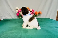 Java, a male Cavapoo for sale in Fordland, MO – 6 of 9